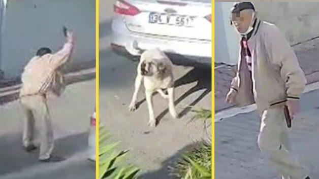 Yaşlı adam kendisine saldıran köpeği vurdu Yaşlı adam kendisine saldıran köpeği vurdu