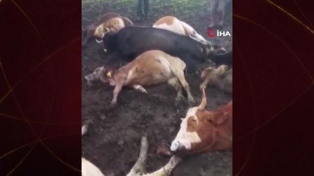 Kars’ta yıldırım düşmesi sonucu 10 büyükbaş telef olurken 2 çoban da yaralandı Kars’ta yıldırım düşmesi sonucu 10 büyükbaş telef olurken 2 çoban da yaralandı