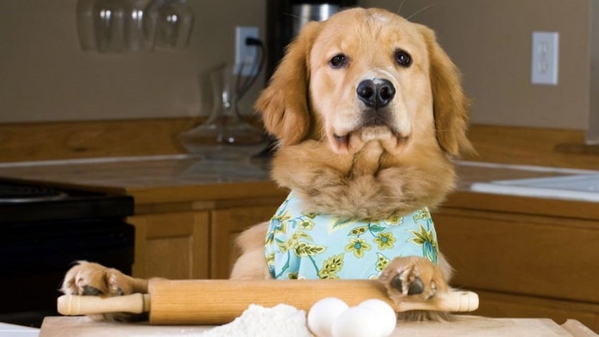 Köpeklere Çiğ Yumurta Verilir mi?
