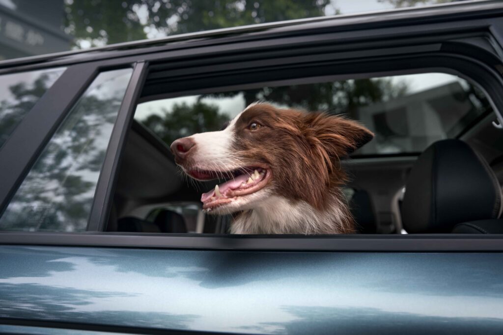 JAECOO 5 TÜV SÜD “Evcil Hayvan Dostu Kabin” Sertifikasını Aldı! JAECOO 5 TÜV SÜD “Evcil Hayvan Dostu Kabin” Sertifikasını Aldı!