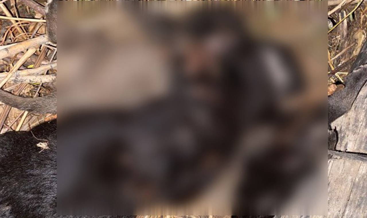 Tokat’ta 4 yavru köpeğin ölüm nedeni belli oldu – Son Dakika Siyaset Haberleri