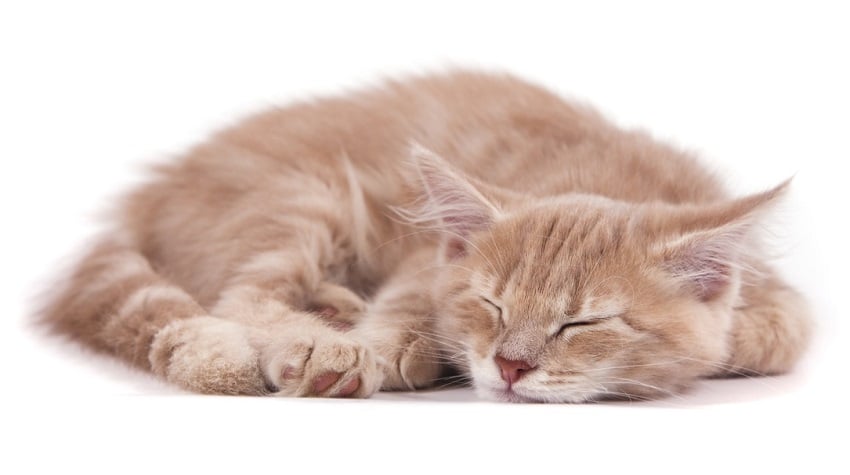 Kediler Uyurken Neden Titrer?
