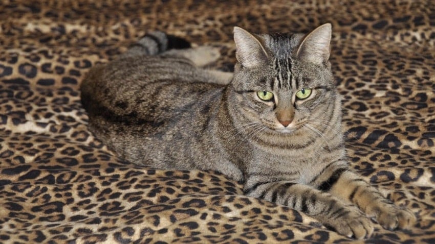 Sahiplendiğiniz Kedi Acaba Sokak Kedisi mi?