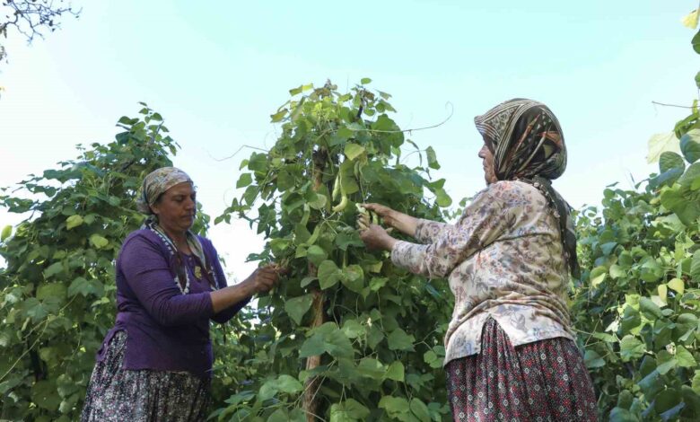 Mersin’de Atalık Tohumların Hasadı Başladı