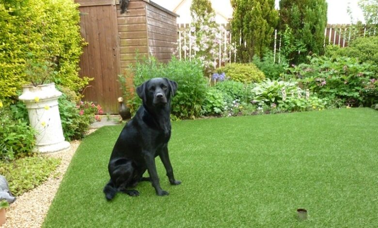 Bahçede Köpek Beslemenin Püf Noktaları