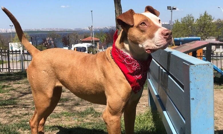 Hayvanseverlik ve Alis Kızın Hikayesi