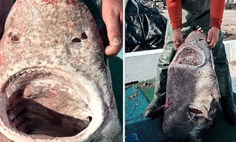 Yalova açıklarında 4 metrelik köpek balığı yakalandı