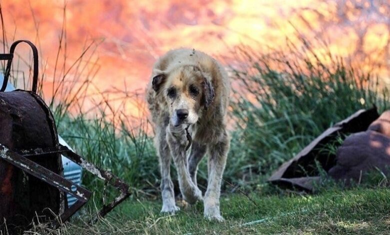 Kedi ve Köpeklerde Yanıkların Önlenmesi ve Tedavisi Kedi ve Köpeklerde Yanıkların Önlenmesi ve Tedavisi