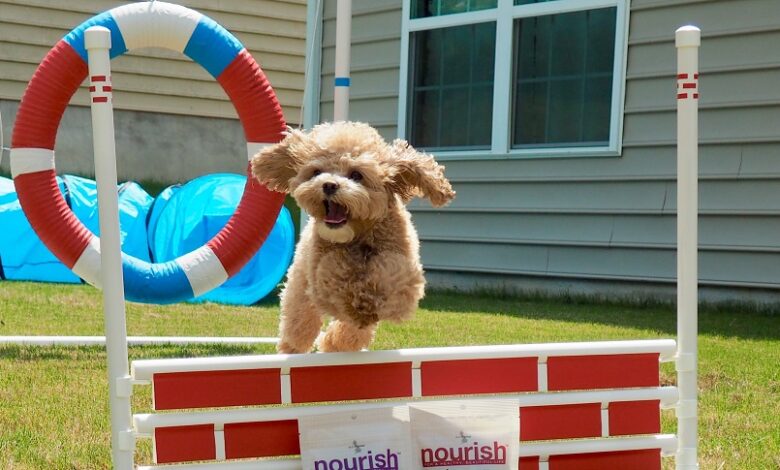 Köpeğinizle Spor Yapmanın Önemi ve İpuçları Köpeğinizle Spor Yapmanın Önemi ve İpuçları