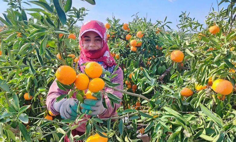 Adana’da Mandalina Hasadı Grev Nedeniyle Etkilendi
